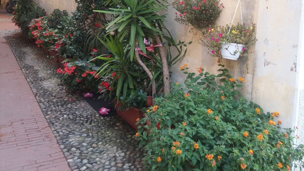 Garden view - Affittacamere Rosa dei Venti (Levanto)