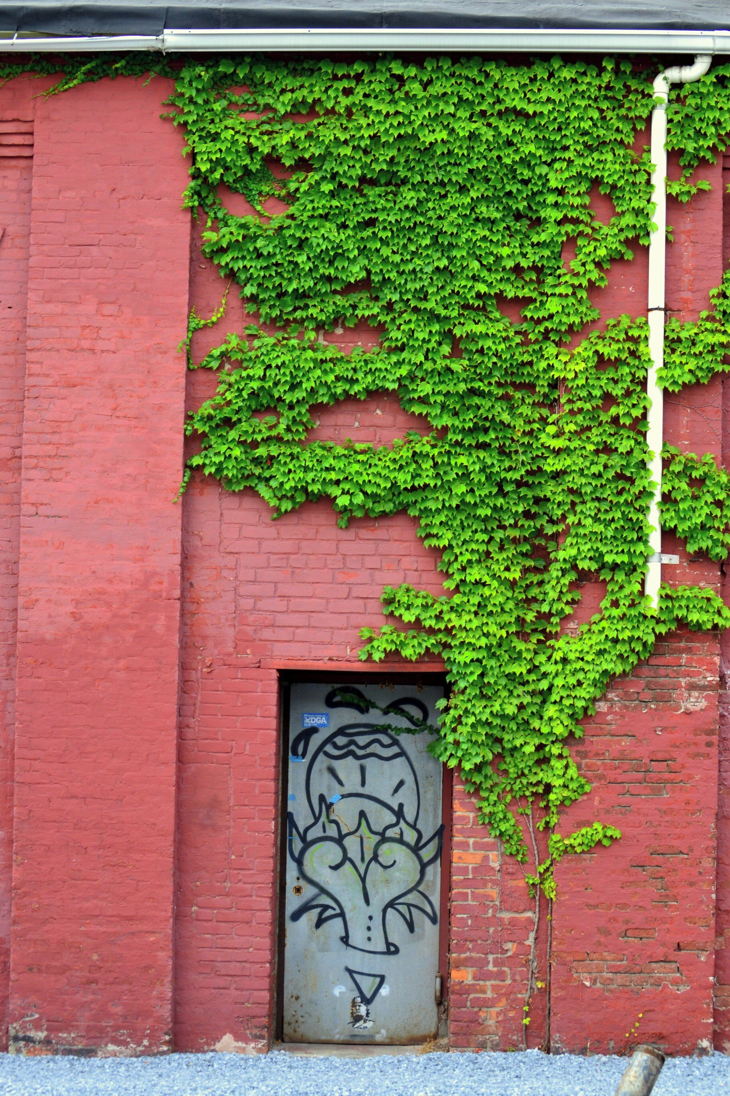 A red brick wall with green ivy and a door with a tiger mural.