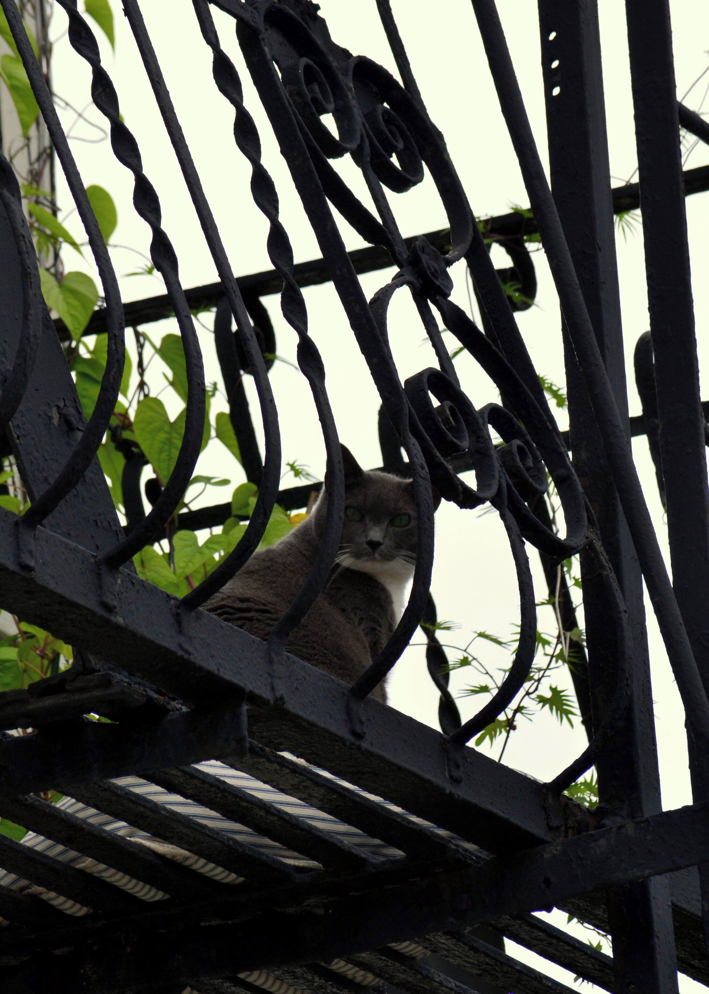 A cat sitting on a metal structure with a background of green foliage.