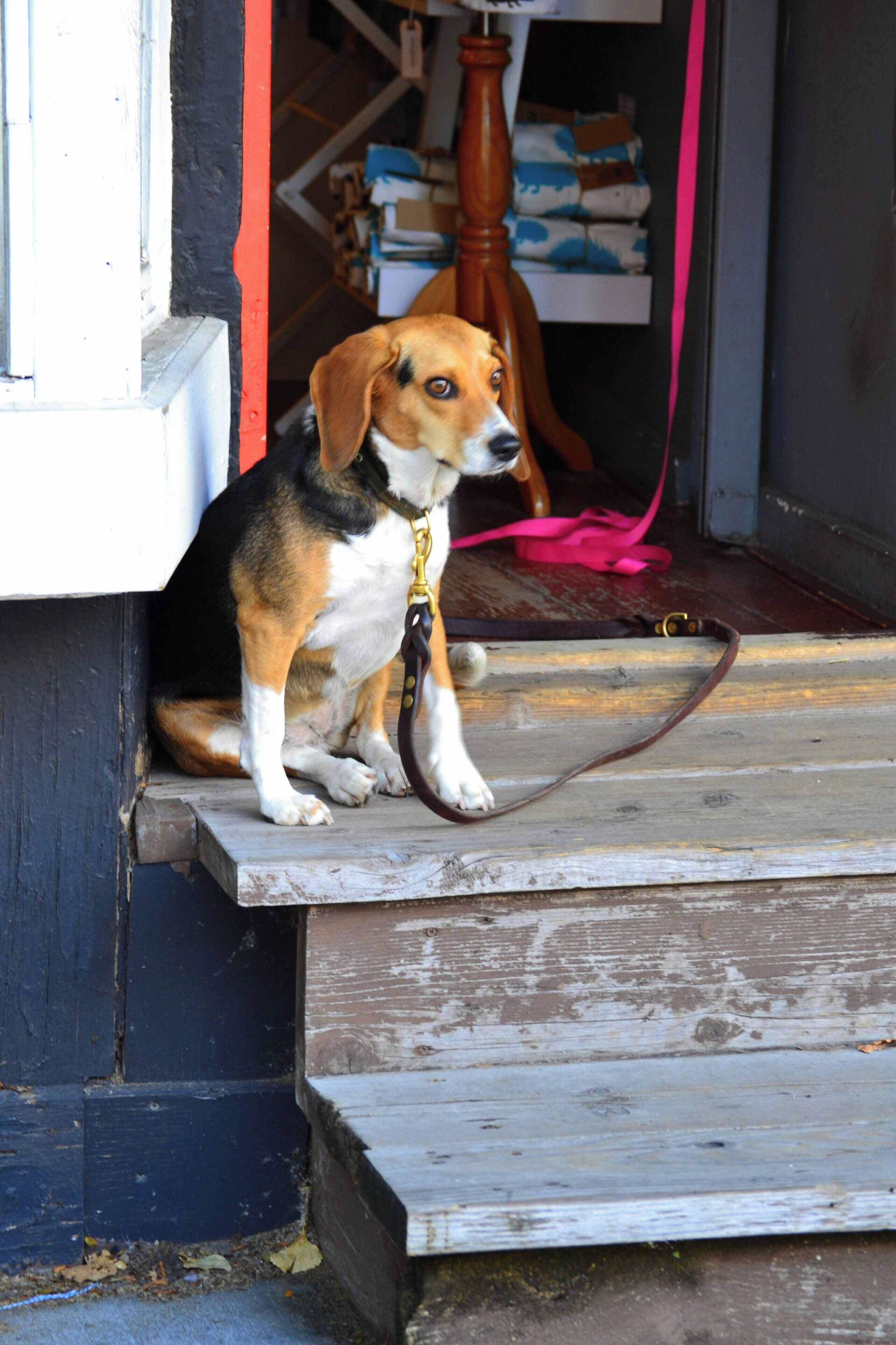 A dog sitting on a wooden step outside a building.