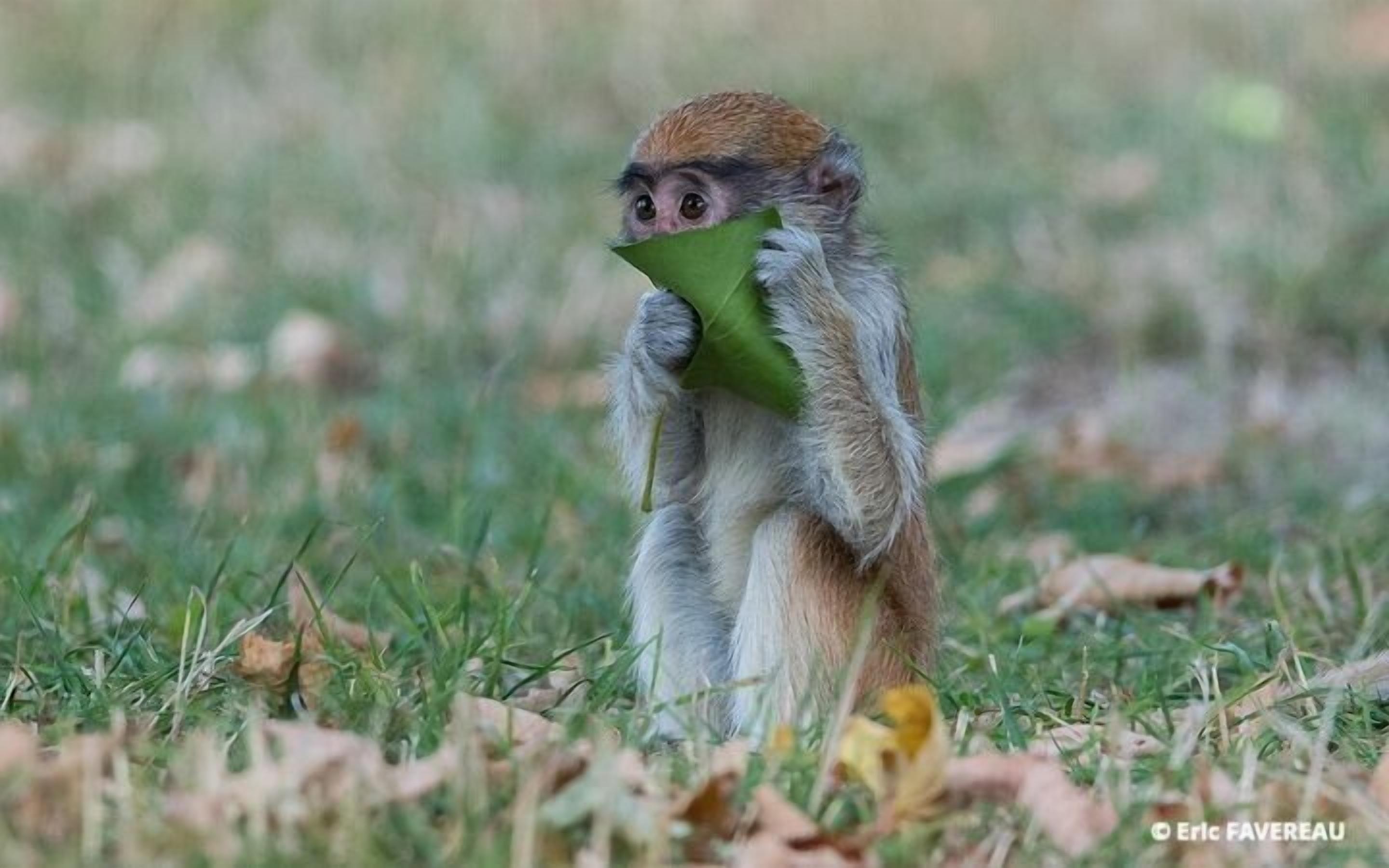 Foto - Le Manoir de Beaumarchais
