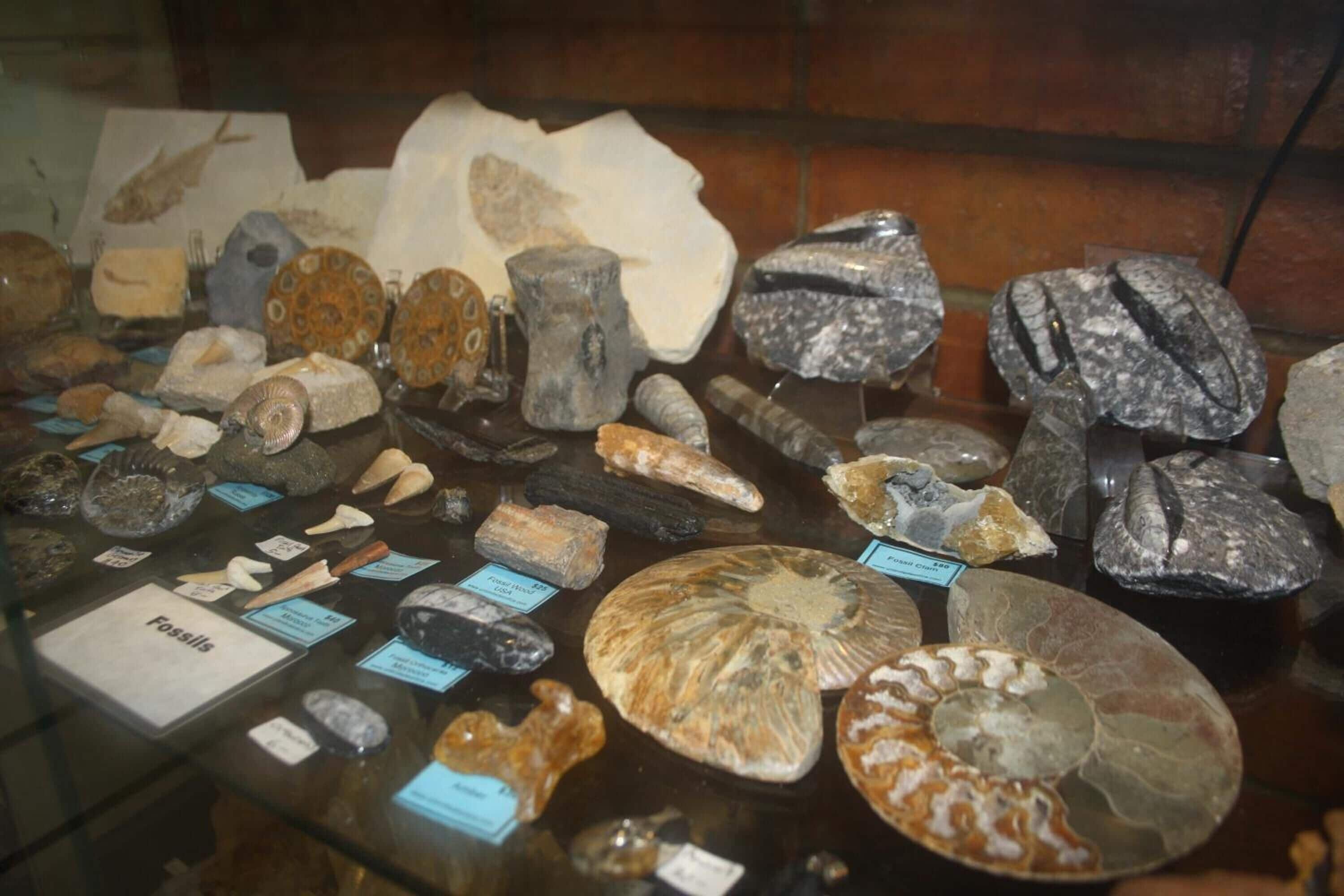 Une exposition présentant divers fossiles et minéraux.