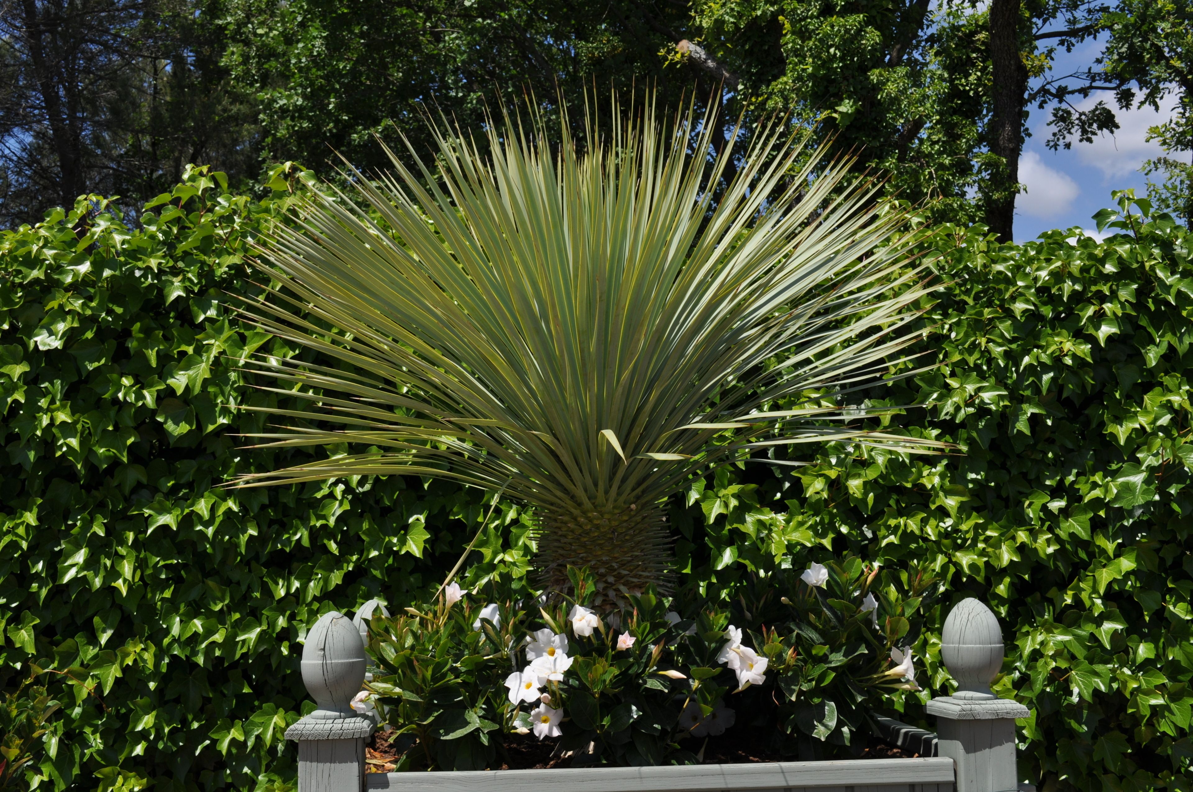 Een tuin met een opvallende yucca plant, omringd door weelderige groene bladeren en witte bloemen.