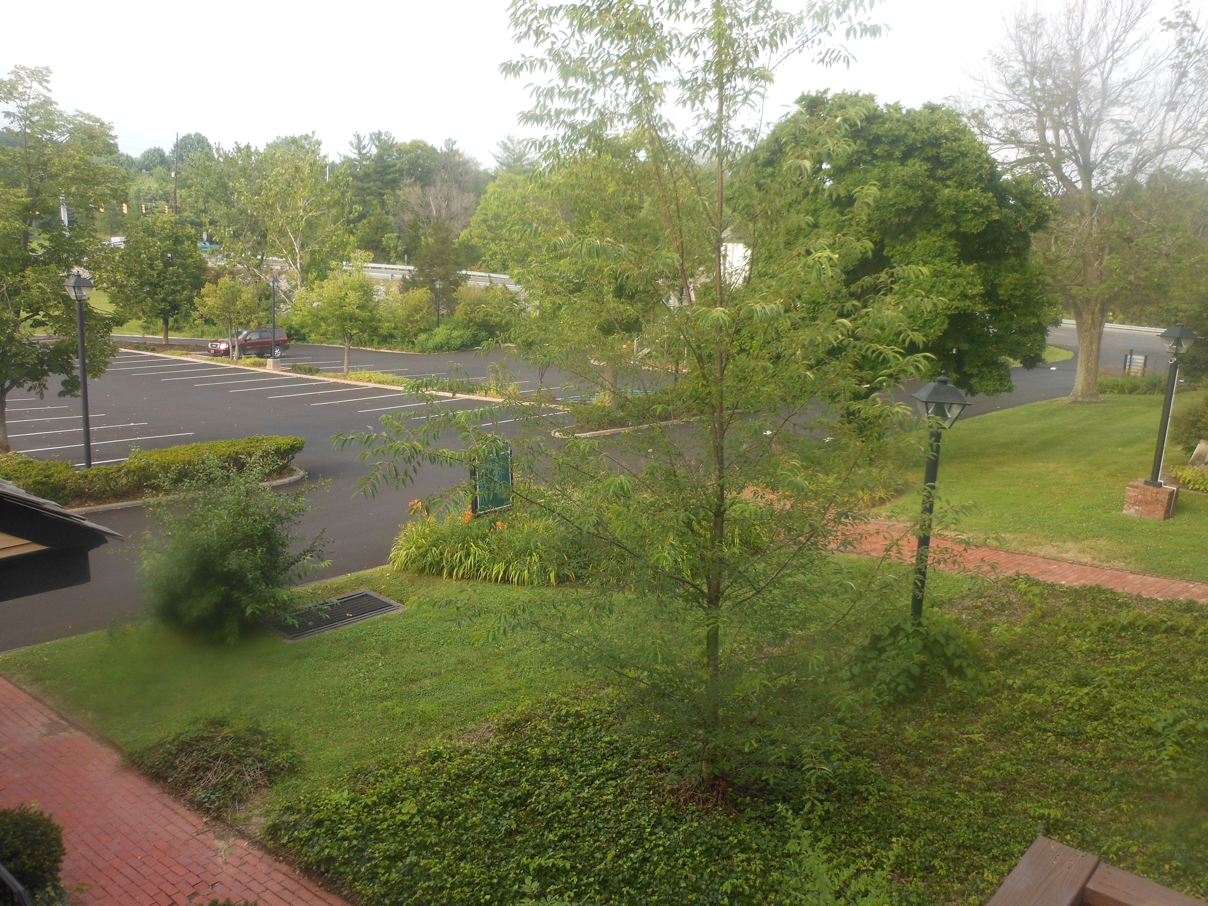 A parking lot with trees and a grassy area.