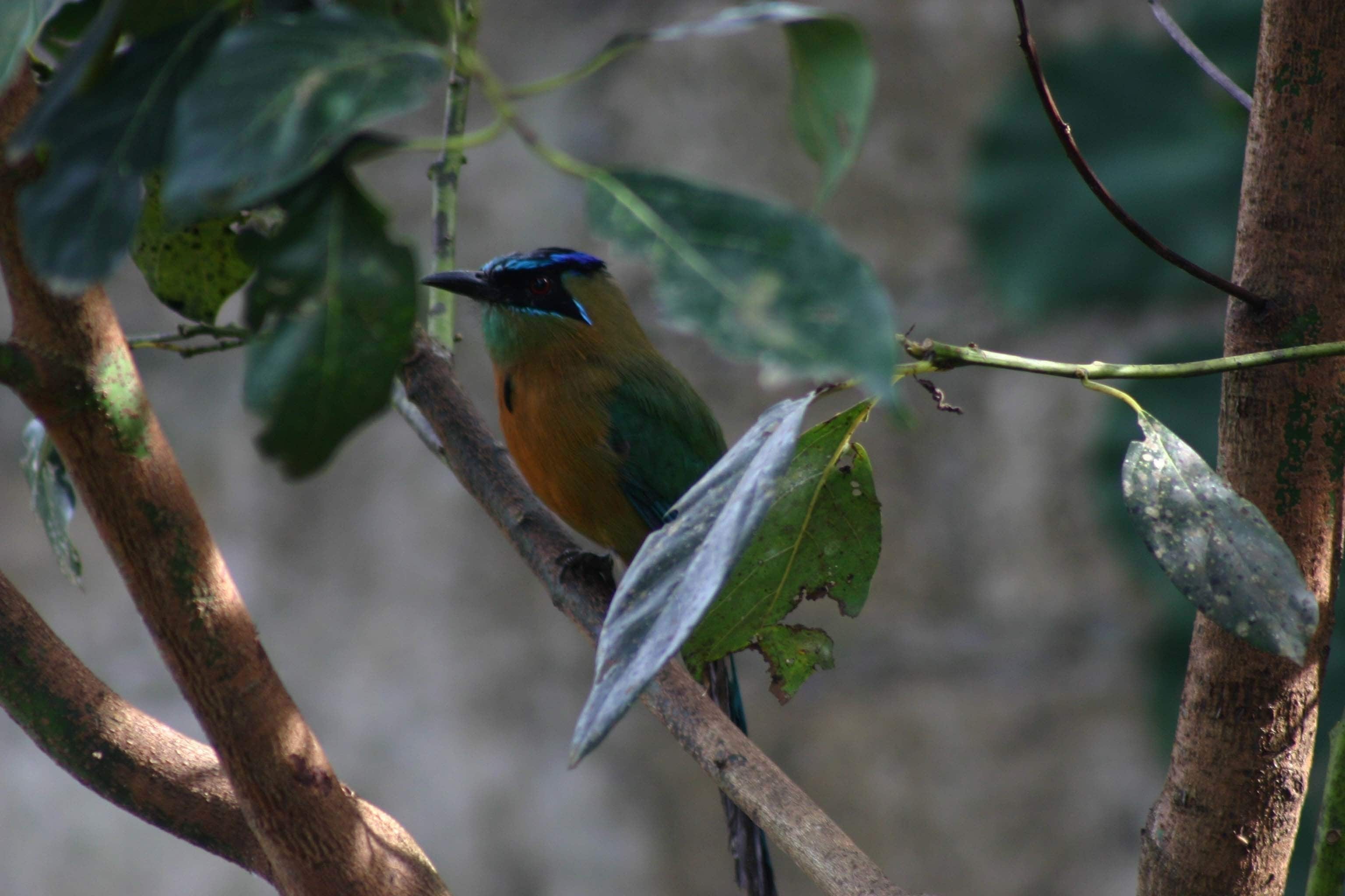 A bird perched on a branch with leaves.