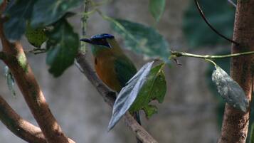 A bird perched on a branch with leaves.