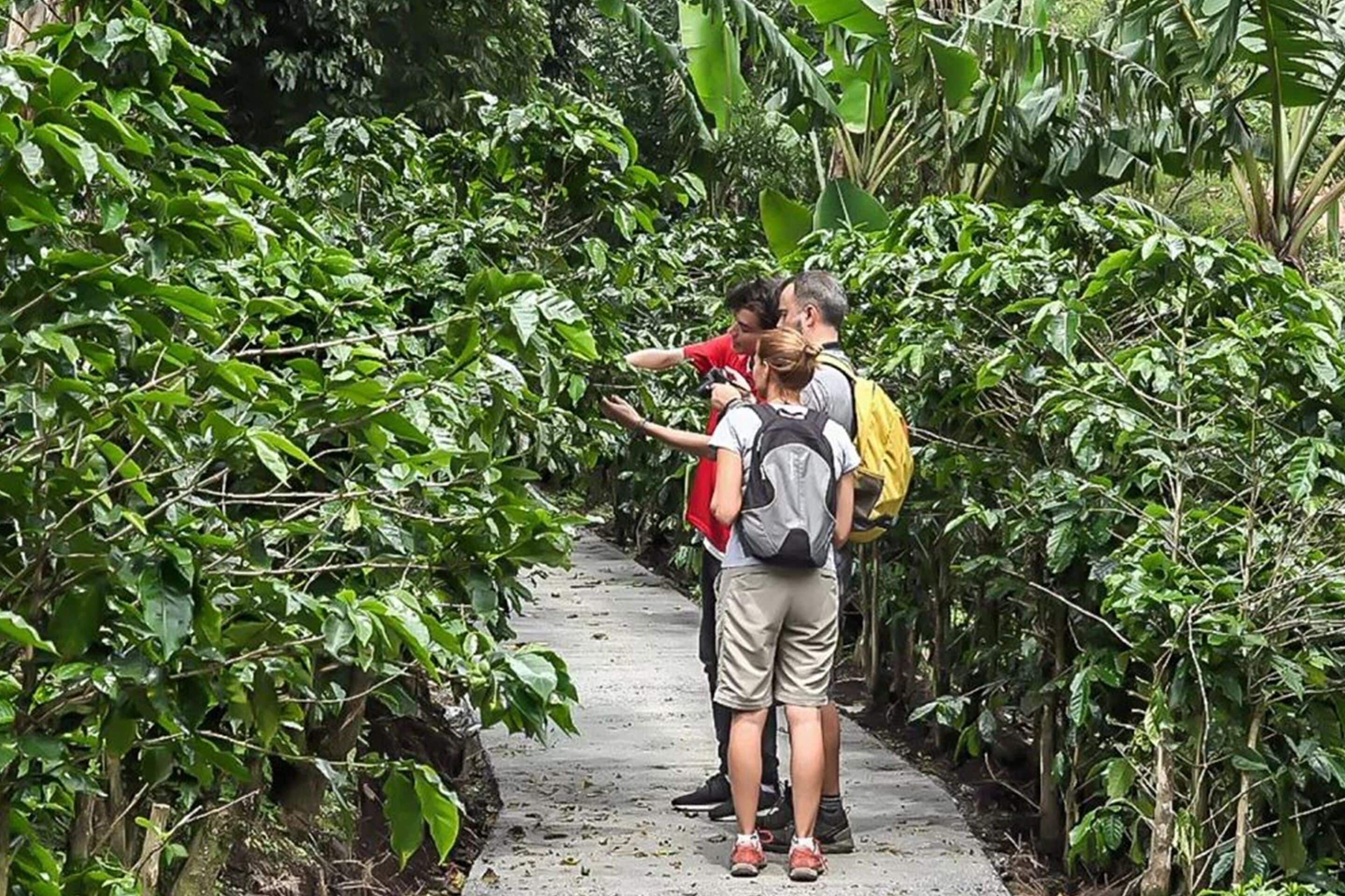 A narrow pathway surrounded by dense foliage.