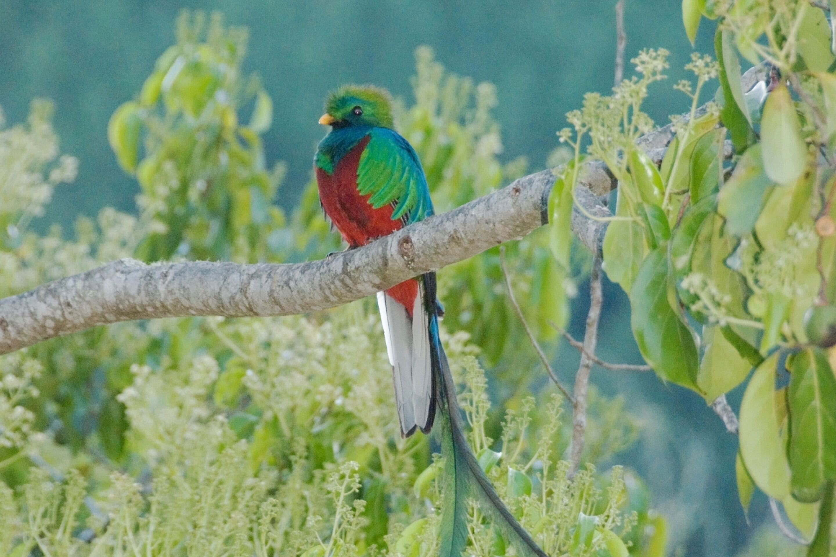 A bird perched on a branch surrounded by greenery.