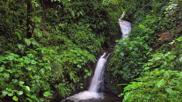 Una cascada rodeada de un follaje verde denso.