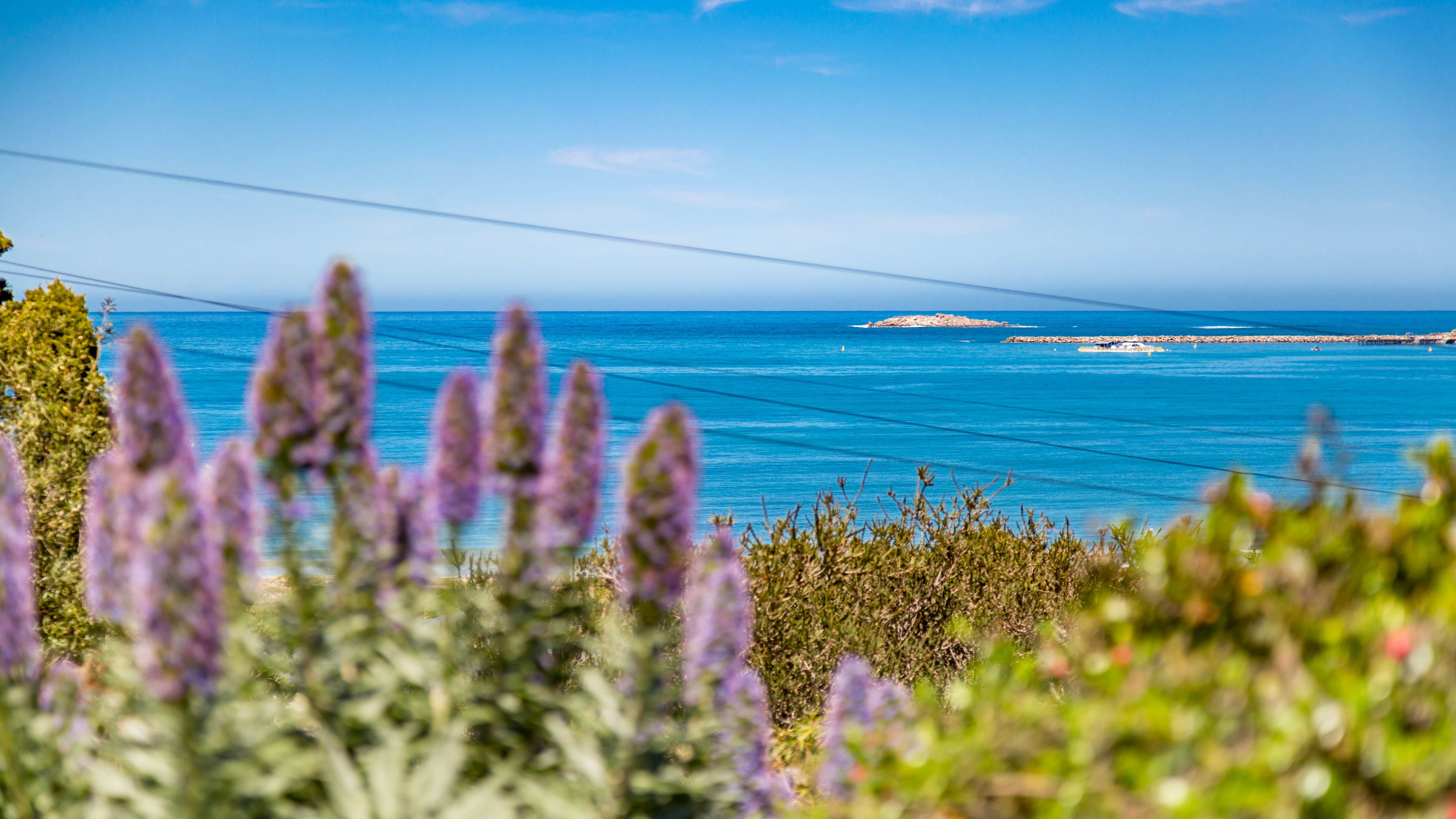 A coastal view with a clear sky, a rocky outcrop, and purple flowers in the foreground.