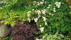 Un jardin où l’on trouve une variété de plantes et de fleurs, notamment des roses blanches et du feuillage vert.