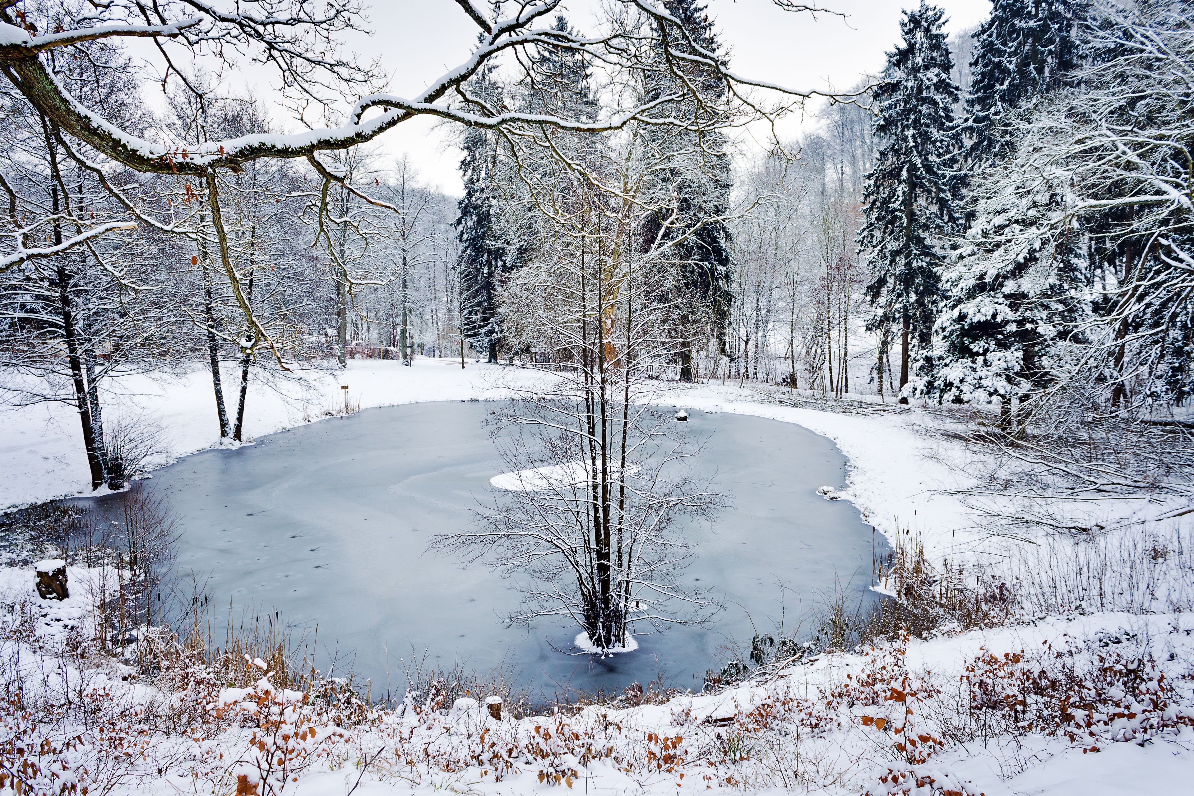 A frozen pond surrounded by snow-covered trees and a clear sky.