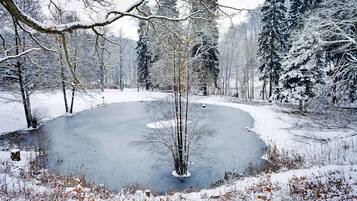 A frozen pond surrounded by snow-covered trees and a clear sky.