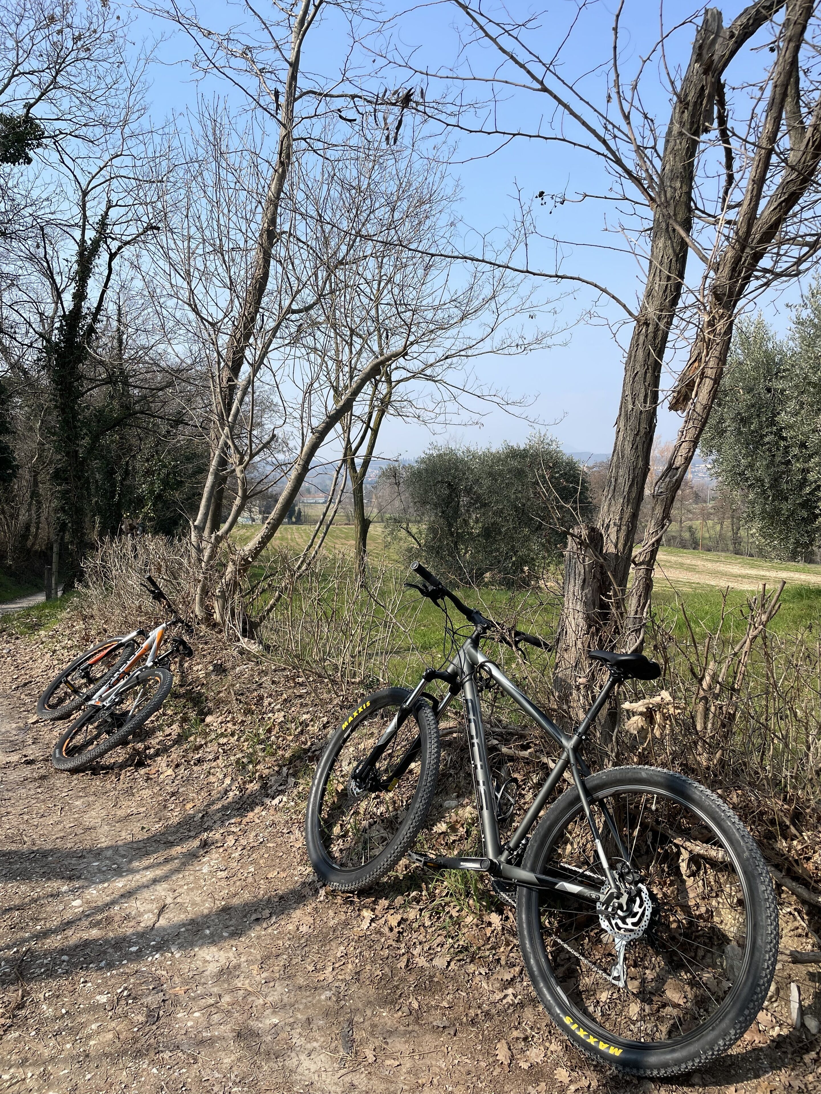 A mountain bike leaning against a tree in a natural setting with a dirt path and leaf-covered ground.