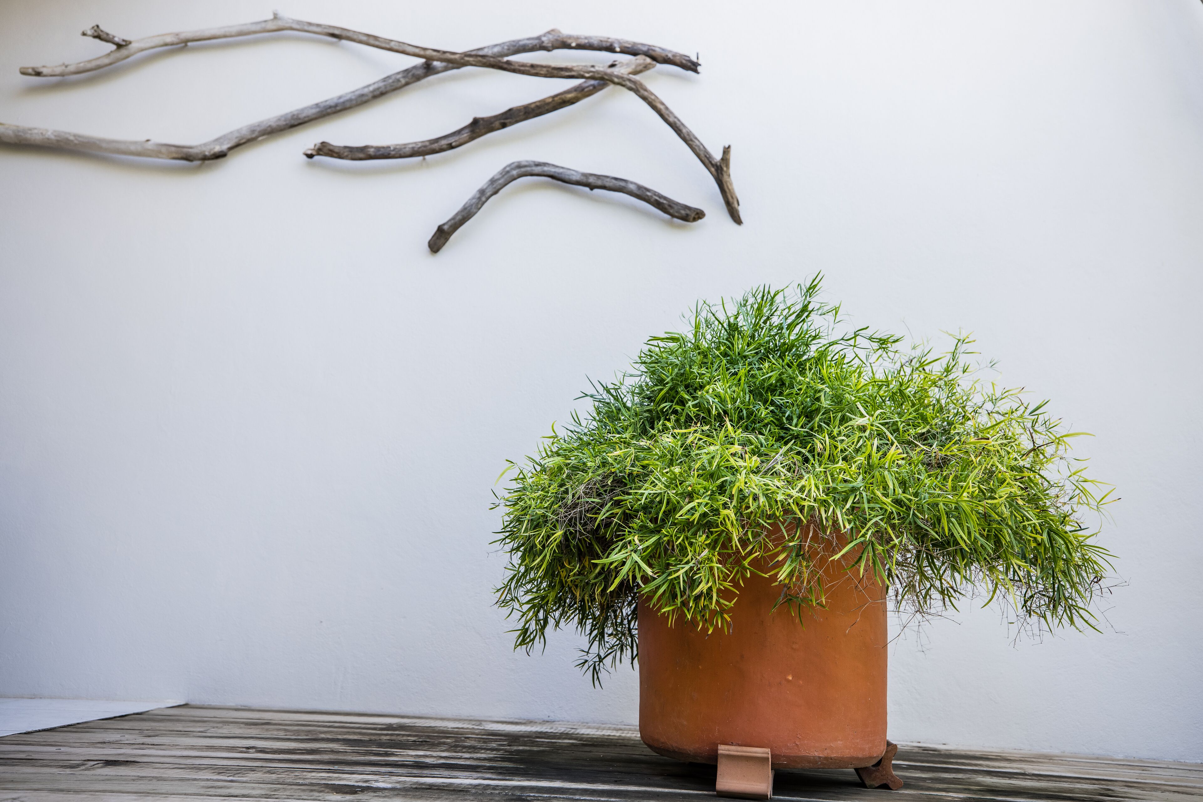 royal suite, 1 bedroom | garden view