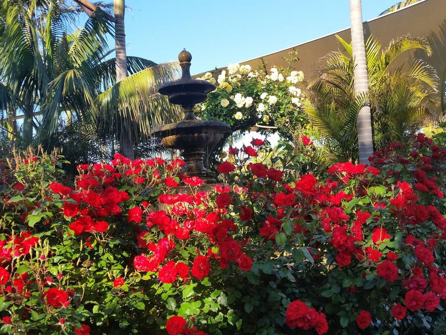 A garden with red flowers and a fountain.