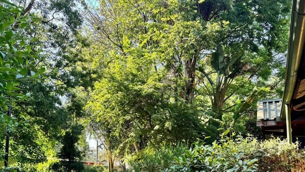 Un sentier de jardin bordé d’une végétation luxuriante et de fleurs rouges.