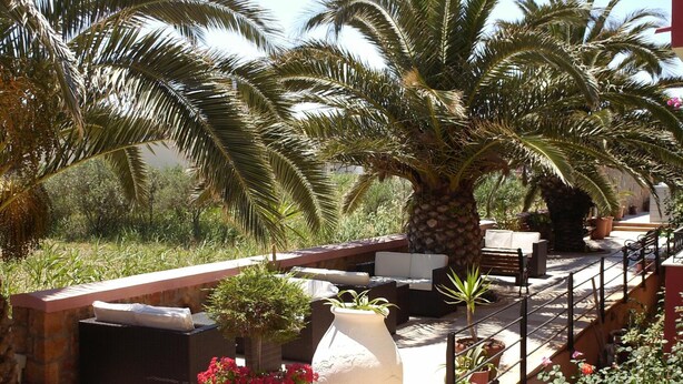 Un espace extérieur aménagé en terrasse, avec des sièges, des plantes en pot et des palmiers.