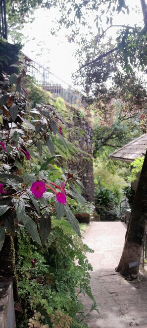 Vista del jardí