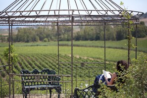 Vineyard