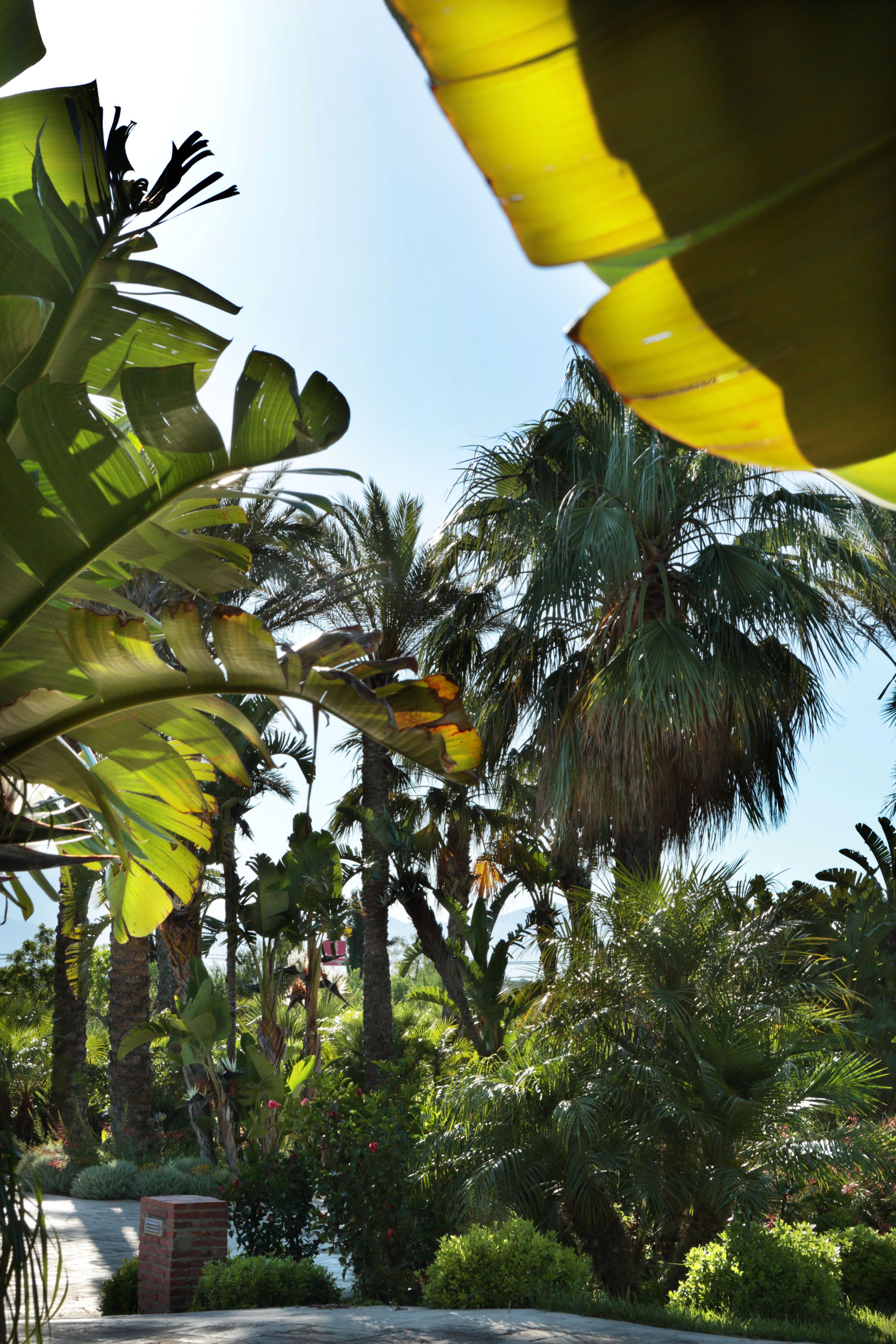 Un jardin luxuriant, parsemé de diverses plantes tropicales, et agrémenté d’un chemin en briques.
