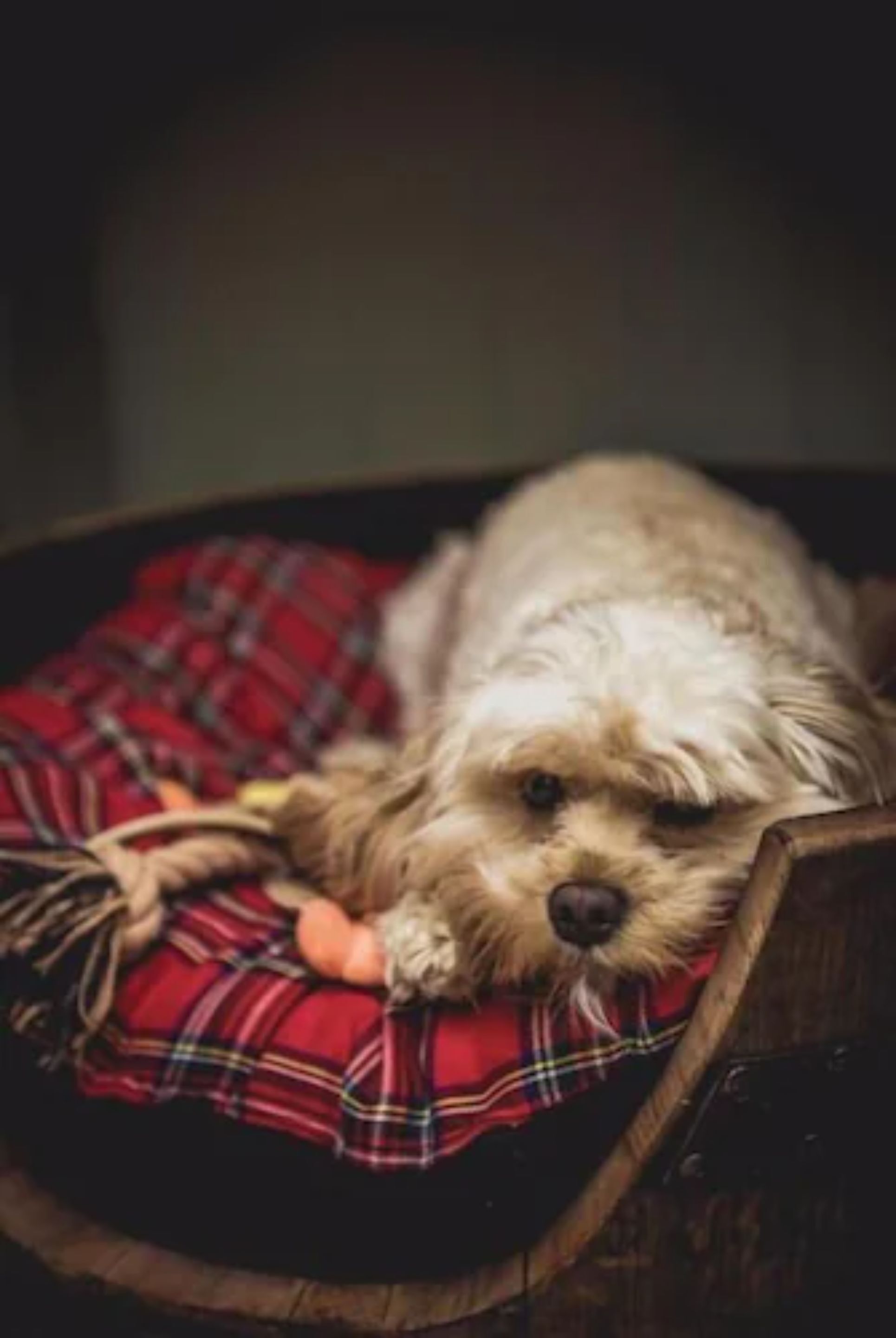 A small dog resting on a plaid-patterned cushion in a wooden chair.