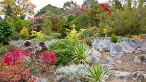 A garden with various plants and rocks. - Brook Lodge Boutique Hotel (Killarney)