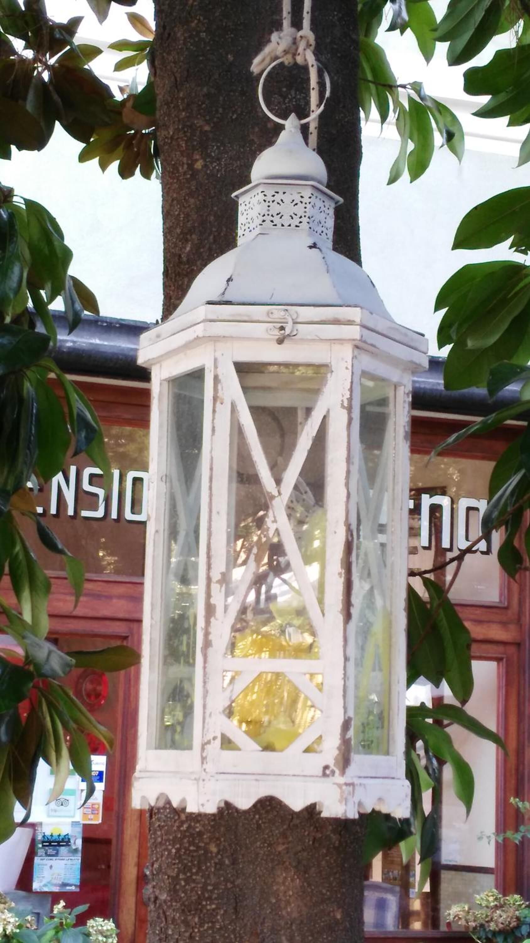 A white lantern hanging from a tree, with a building in the background.