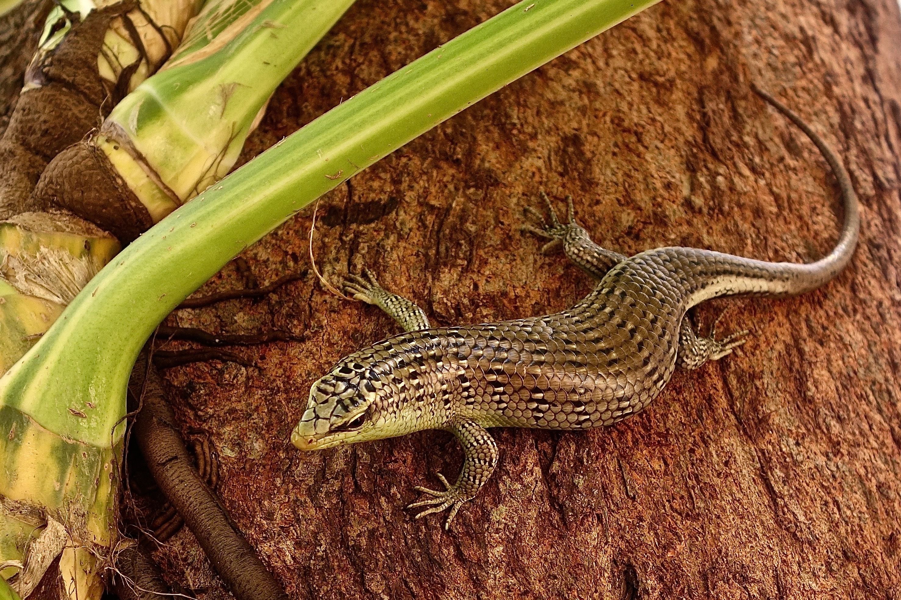 Foto - Perhentian Island Resort - BS