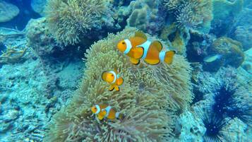 A coral reef with anemones and clownfish.