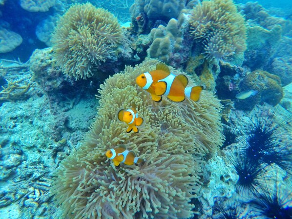 Un arrecife de coral con anémonas y peces payaso.