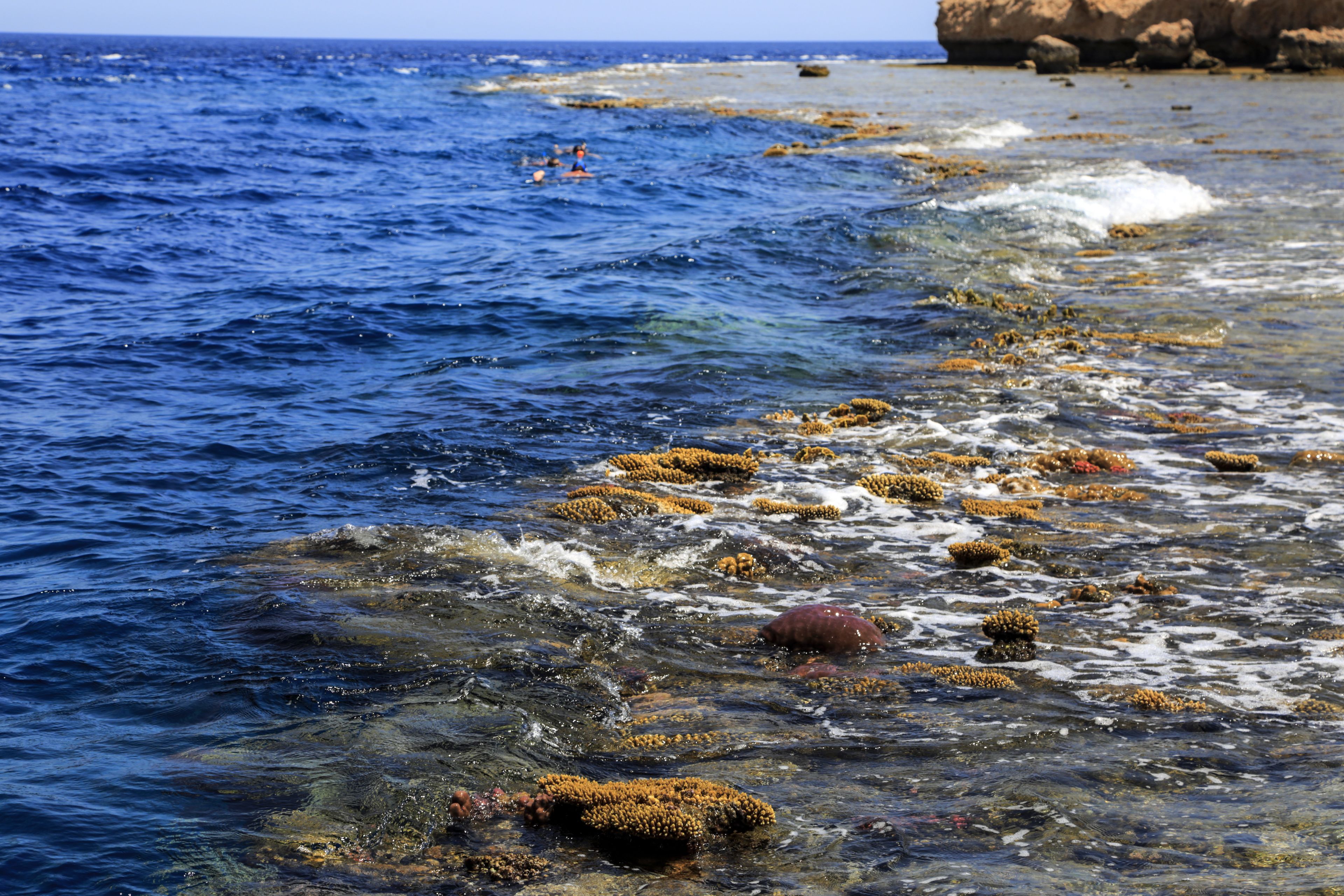 A rocky shoreline with clear blue water and seaweed.