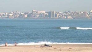 A beach with a cityscape in the background. - Bluewater Guesthouse (Gqeberha (Port Elizabeth))