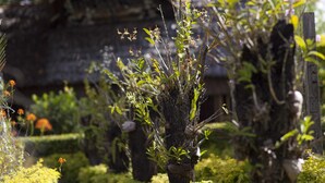 A garden with various plants and a large rock formation. - Madang Lodge Hotel (Madang)