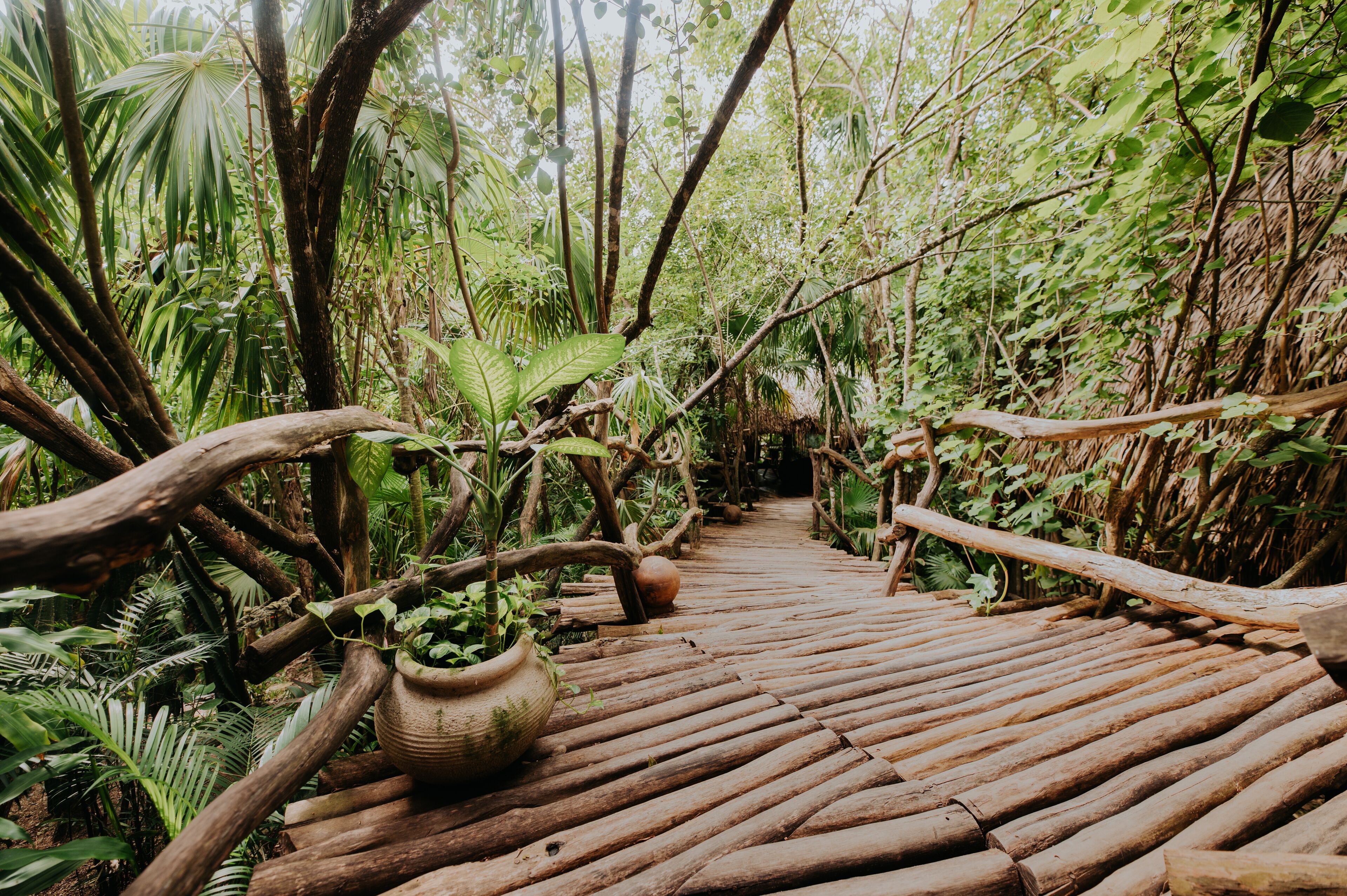 A wooden pathway through a lush, green forest.