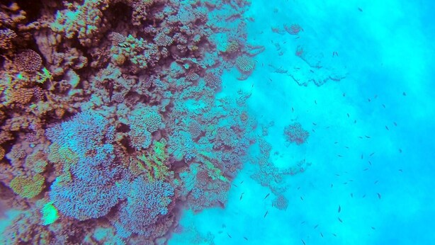 Un récif corallien abritant différentes sortes de formations coralliennes et de petits poissons qui y nagent.