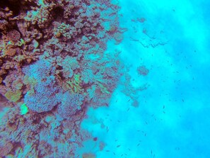 Un récif corallien abritant différentes sortes de formations coralliennes et de petits poissons qui y nagent.