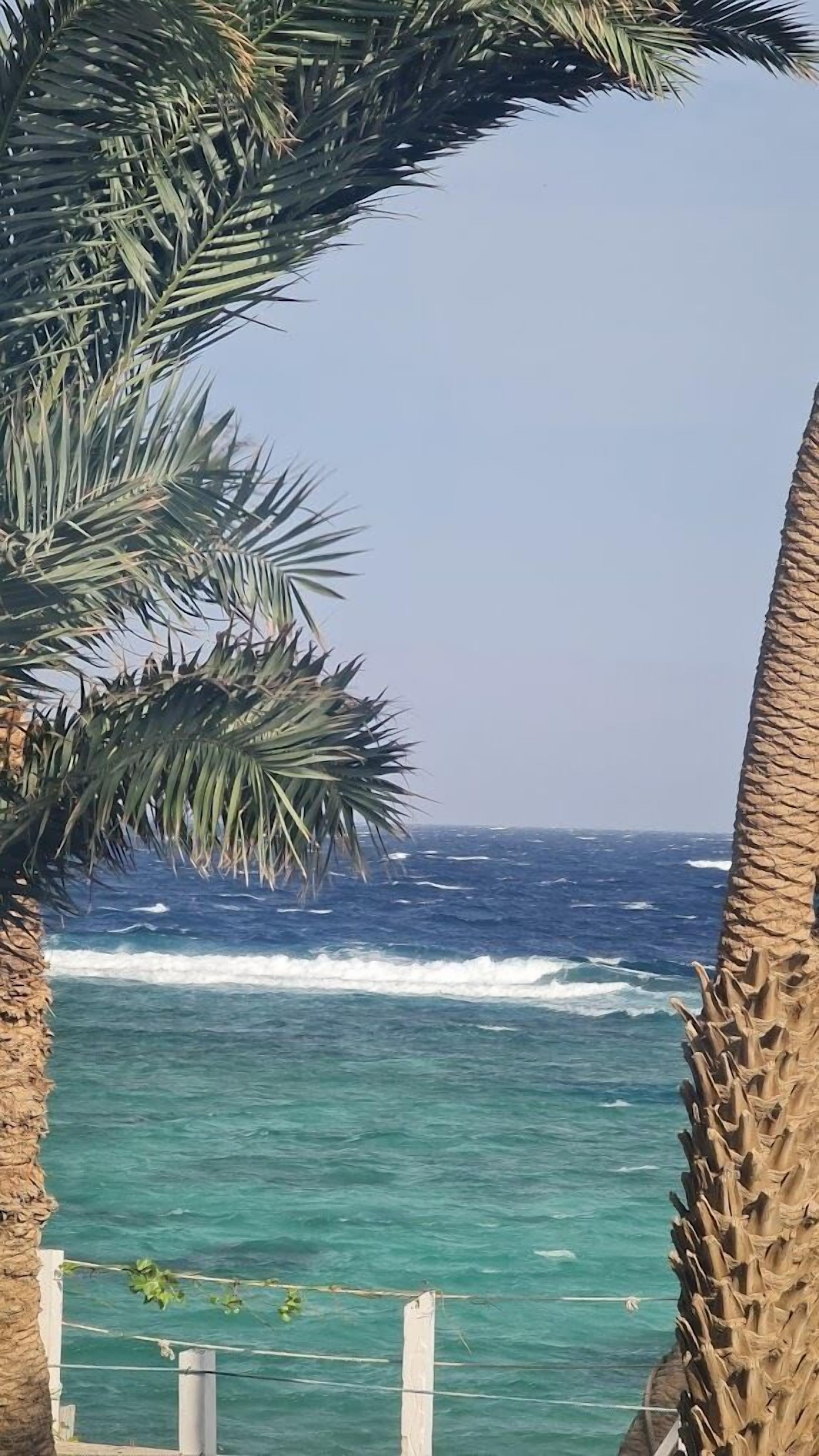 A view of the ocean with waves crashing onto the shore, framed by palm trees.