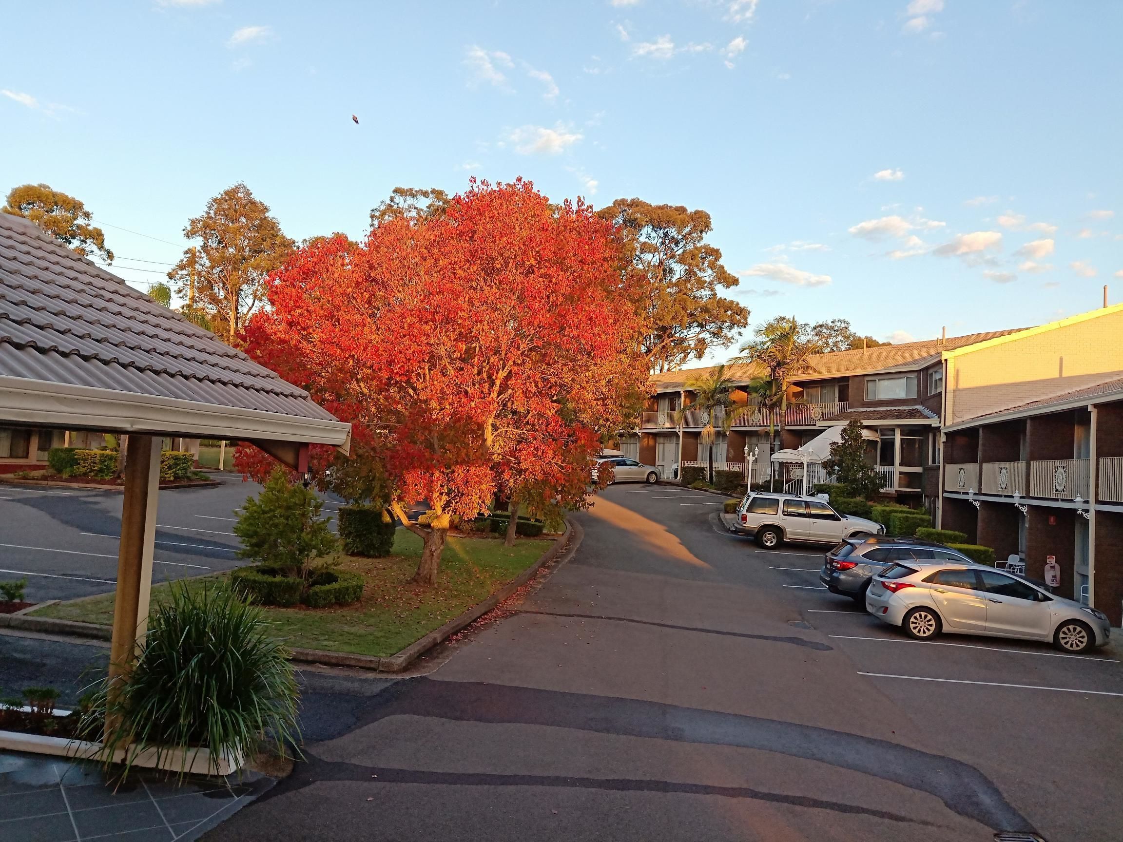 Une vue d’une rue où l’on aperçoit un motel avec un parking, un grand arbre rouge et un ciel dégagé.