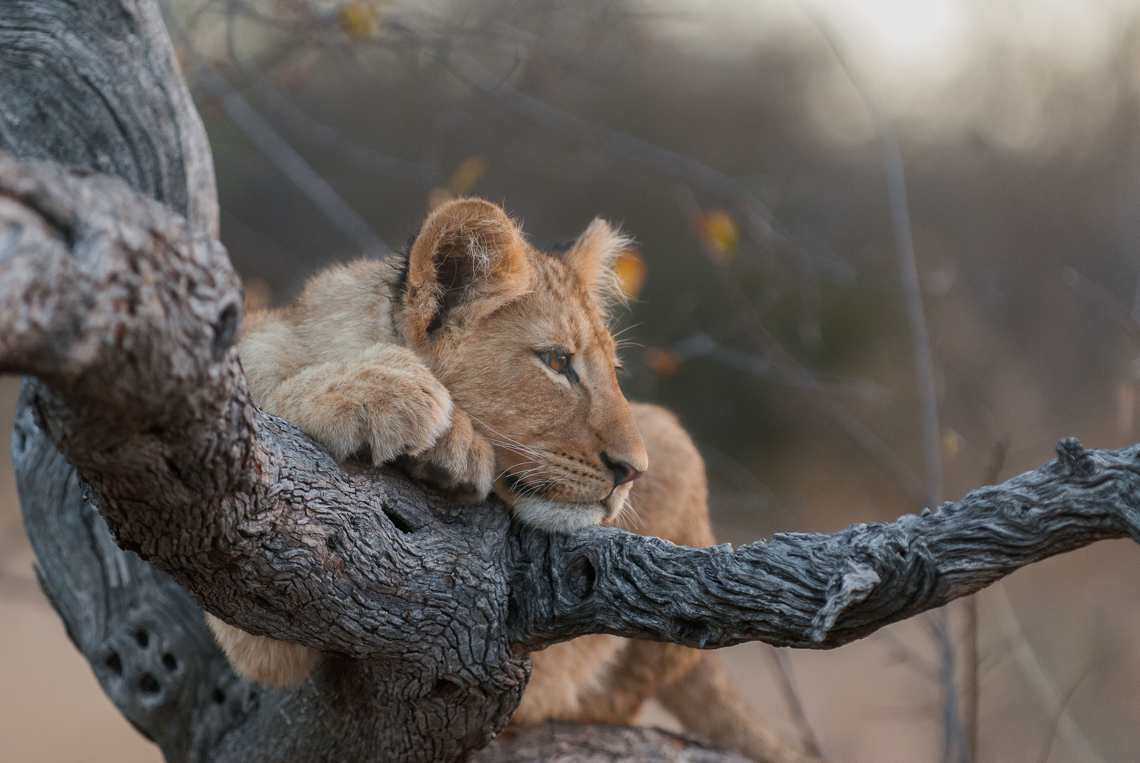 A lion resting on a tree branch.