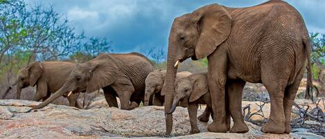 A group of elephants on a rocky terrain with sparse vegetation and a cloudy sky.