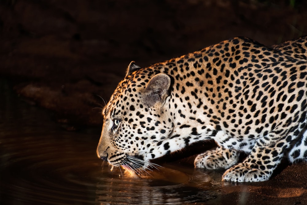 Pondoro Game Lodge by null