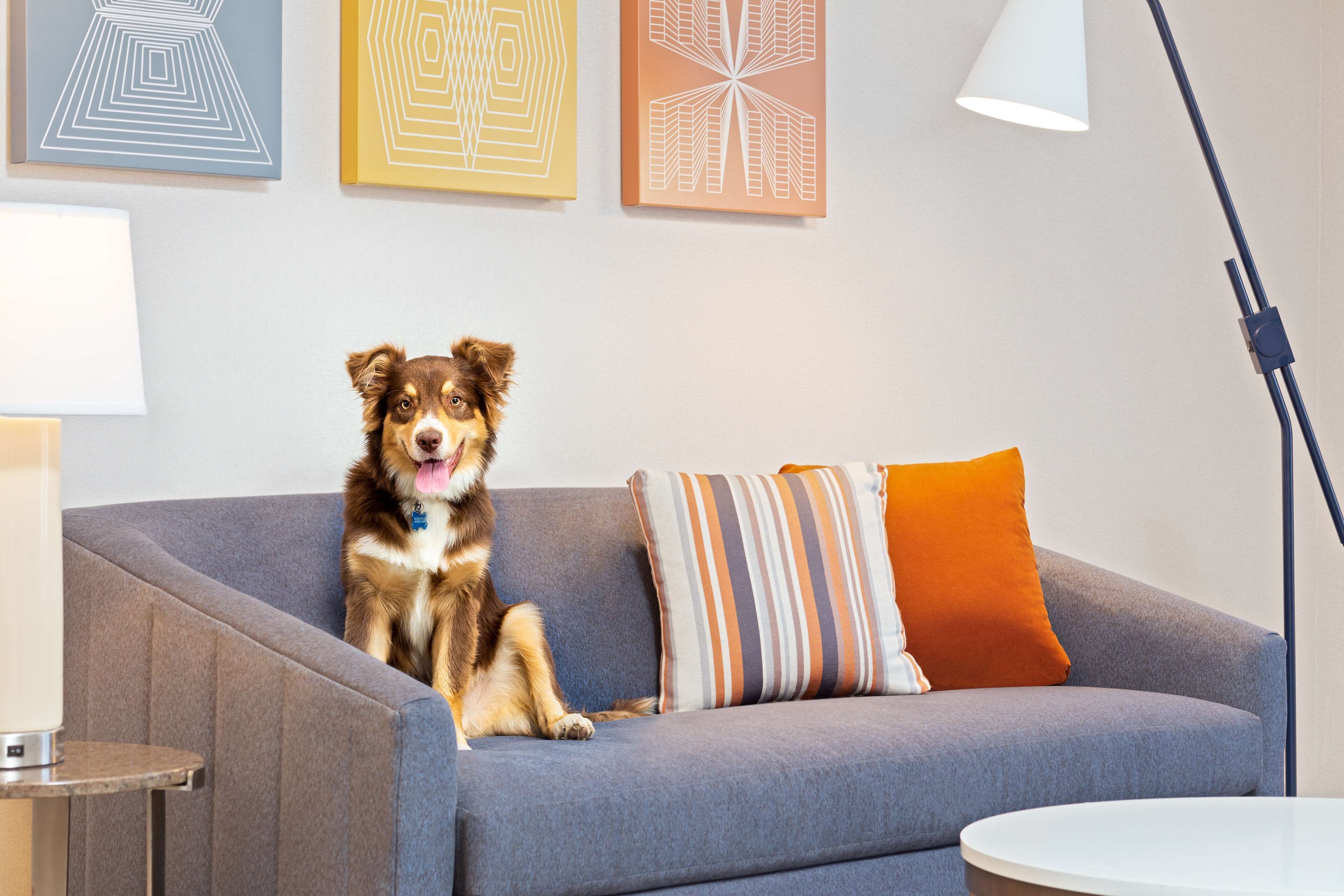 A dog sitting on a grey sofa with striped pillows, a lamp, and abstract wall art.
