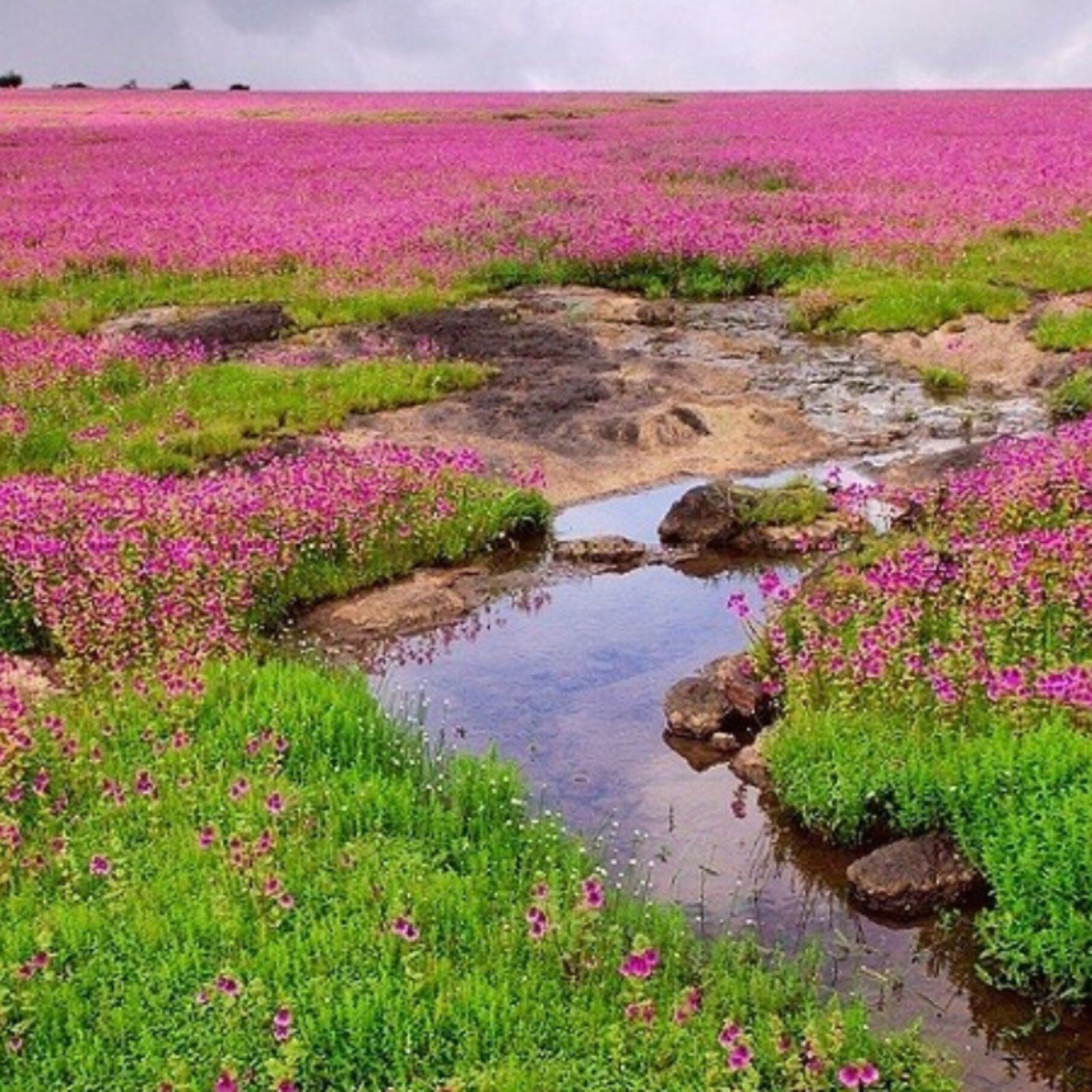 A field of pink flowers with a small stream running through it.