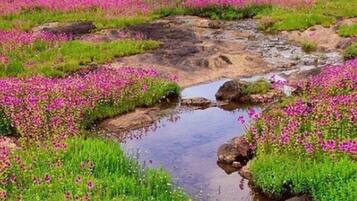 Un campo de flores rosadas con un pequeño arroyo que lo atraviesa.