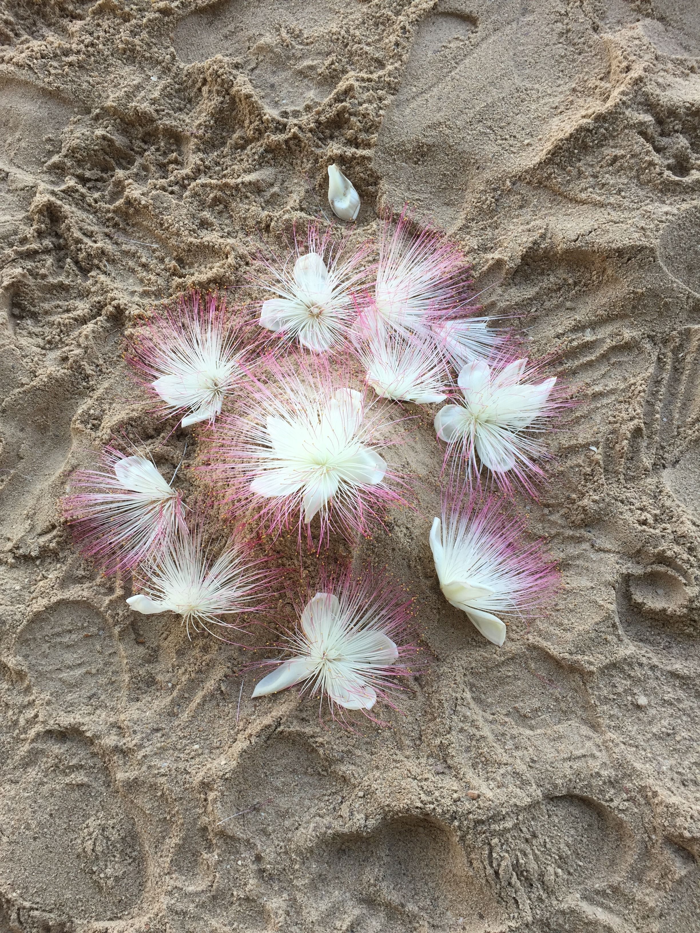 Un cactus con flores blancas y rosas sobre suelo arenoso.