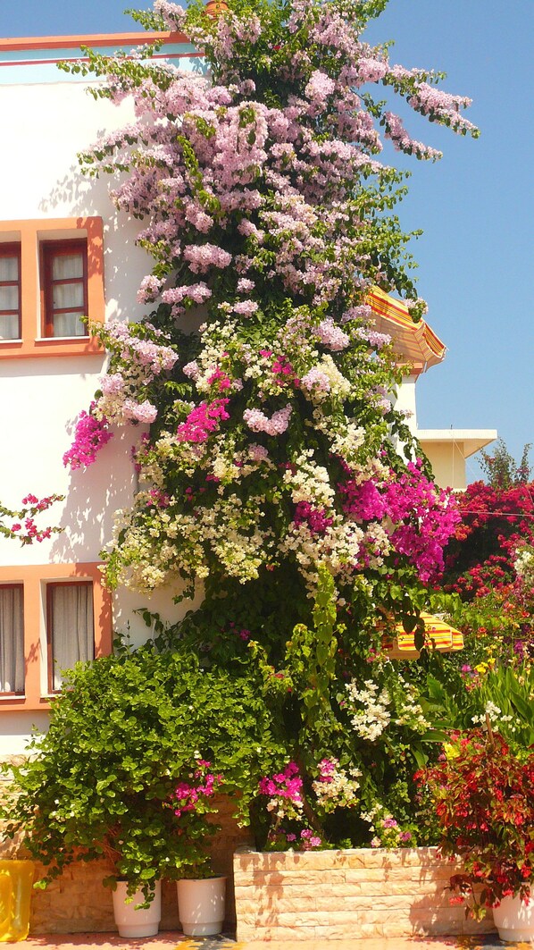 Um edifício com fachada branca, varanda com toldo listrado e diversas plantas floridas.