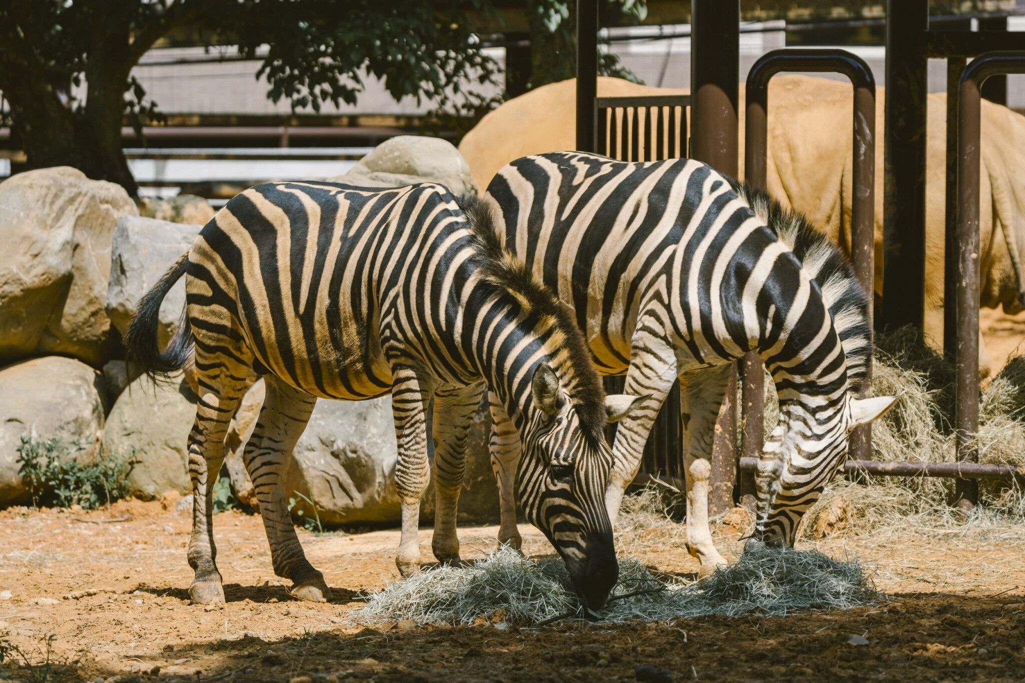 Two zebras grazing in an enclosure with rocks and a metal gate in the background.