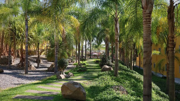 A pathway lined with palm trees and rocks, leading towards a building with a yellow facade. - Zar Colima (Cuauhtémoc)