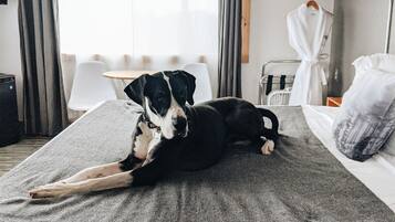 A hotel room with a bed, a dog lying on a blanket, a chair, a table, and a window with curtains.